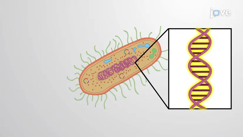 DNA genomico nei procarioti