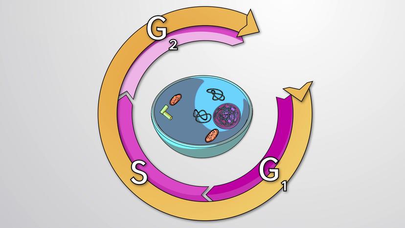 Interphase