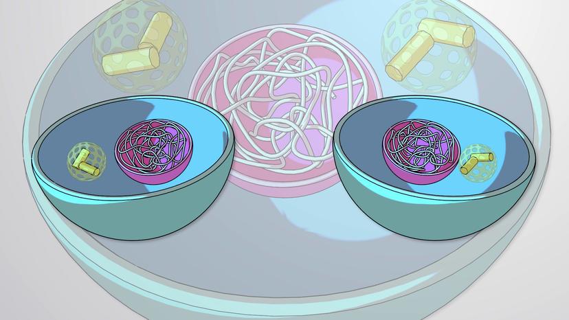 Mitosis and Cytokinesis