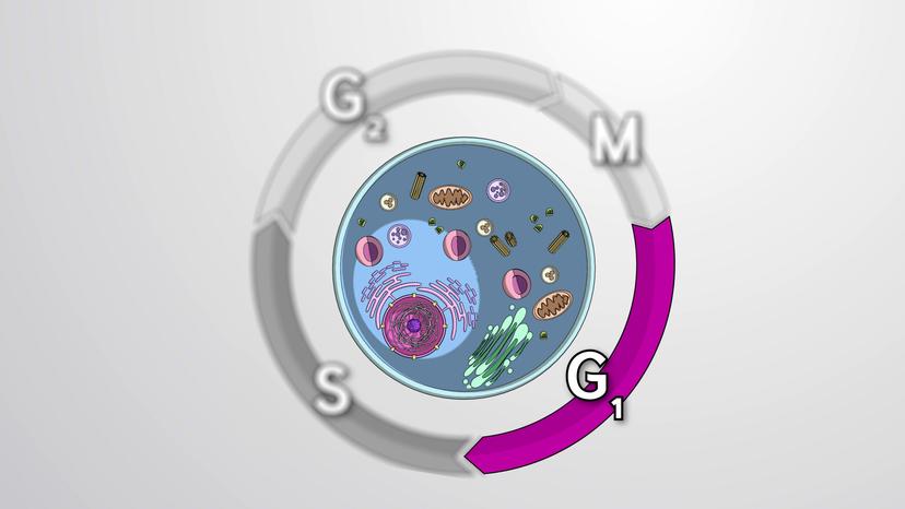 Negative Regulator Molecules