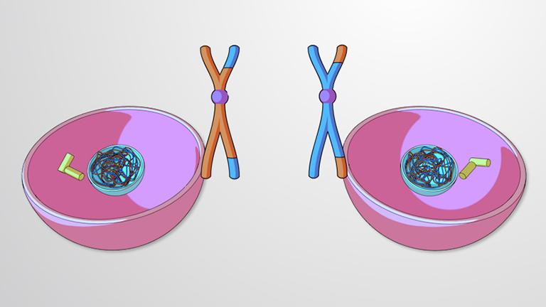 Meiosis I