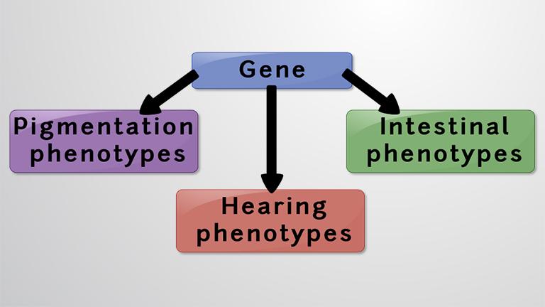 Pleiotropy