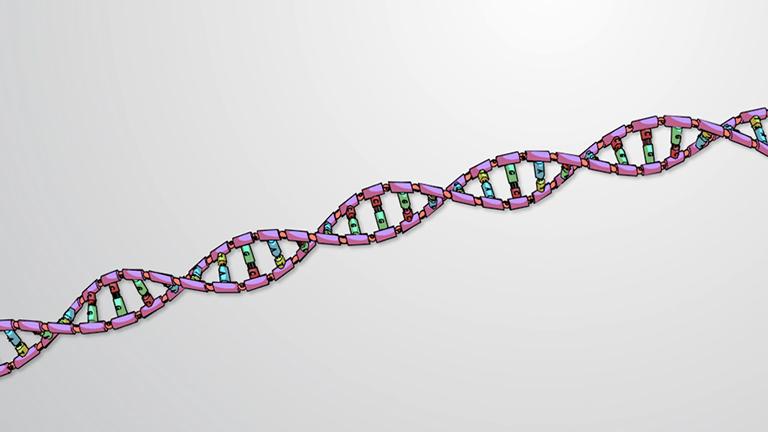 The DNA Helix