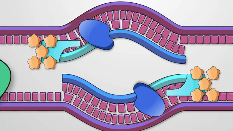 Replication in Prokaryotes