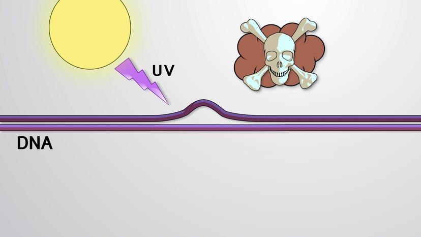 Nucleotide Excision Repair