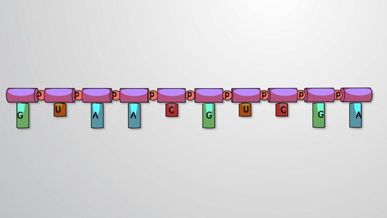 RNA Structure