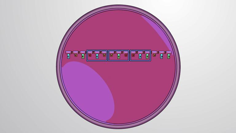 Types of RNA