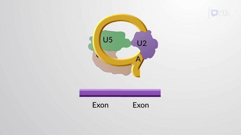 RNA Splicing