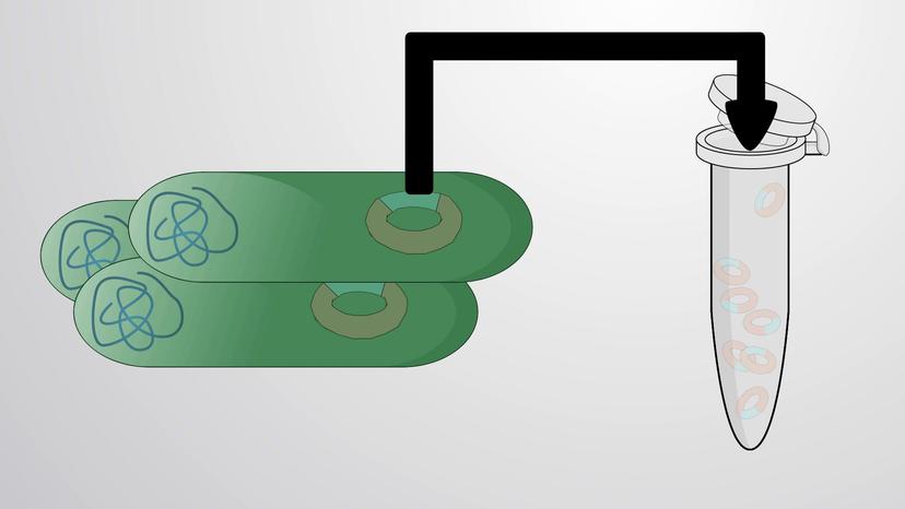 Recombinant DNA