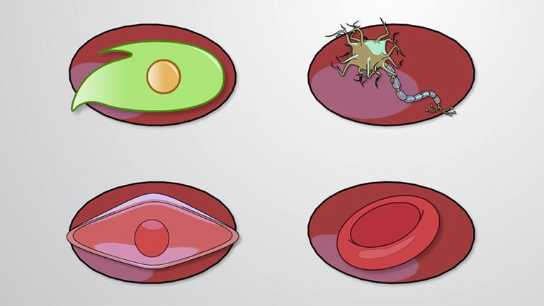 Induced Pluripotent Stem Cells