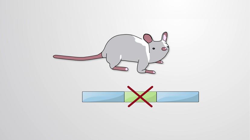 In vitro Mutagenesis