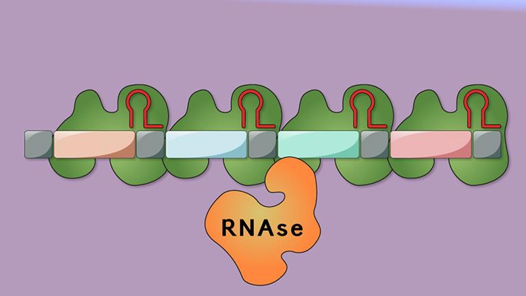 CRISPR