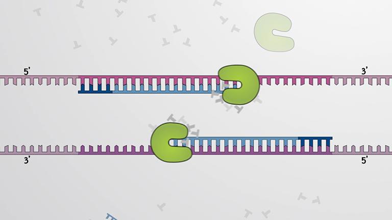 PCR - Polymerase Chain Reaction