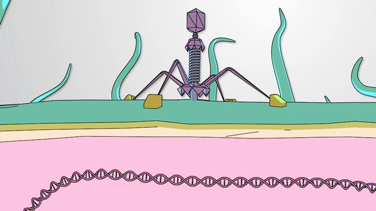 Lytic Cycle of Bacteriophages