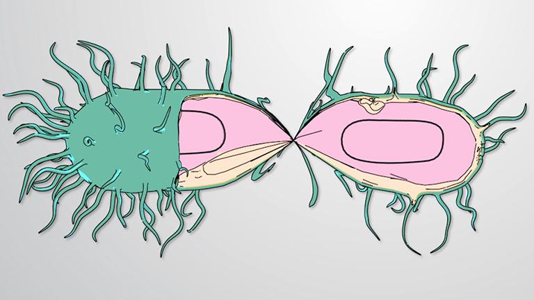 Lysogenic Cycle of Bacteriophages