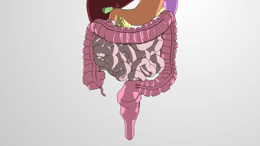 Anatomy of the Intestines