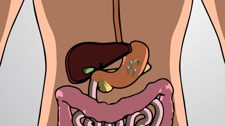 Lipid Digestion