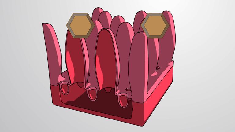 Carbohydrate Digestion