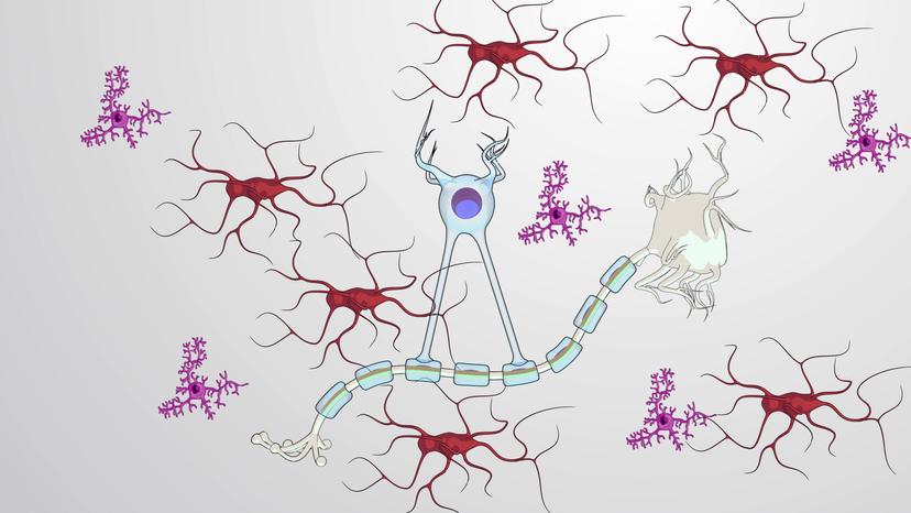 Glial Cells