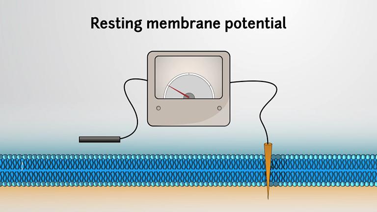 The Resting Membrane Potential