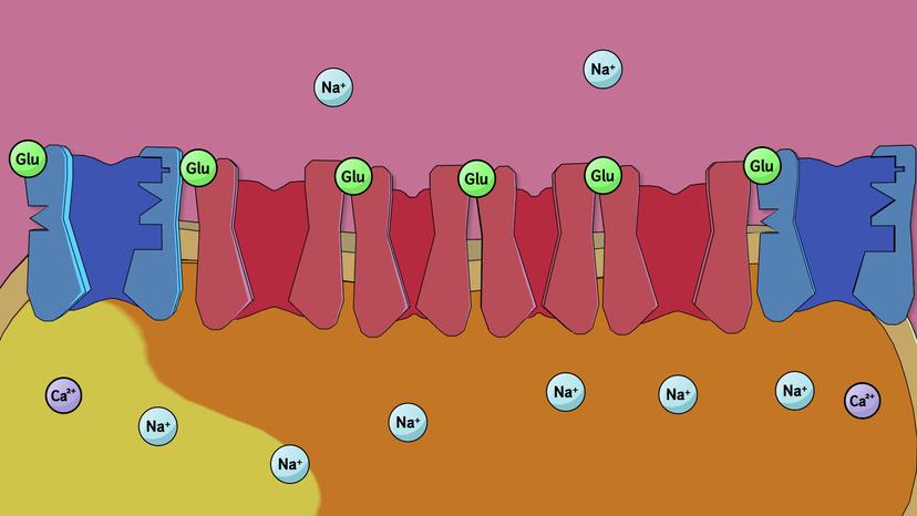 Long-term Potentiation