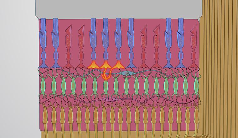 The Retina