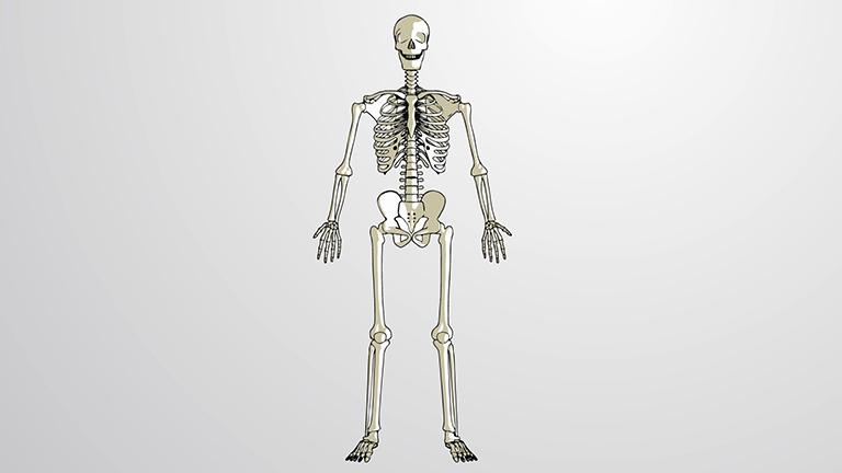 What is the Skeletal System?