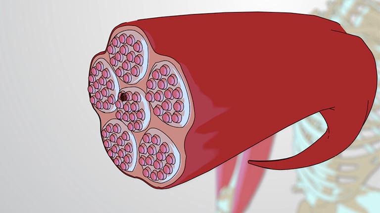 Skeletal Muscle Anatomy