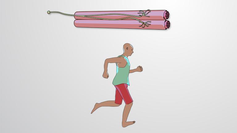 Classification of Skeletal Muscle Fibers