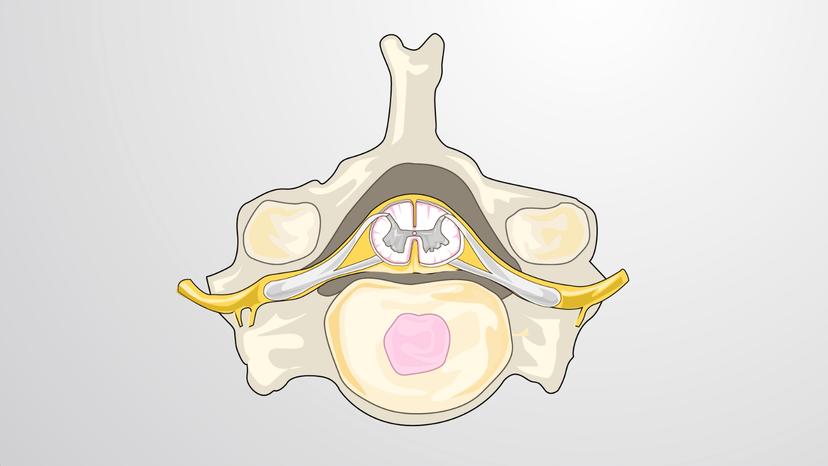 The Spinal Cord