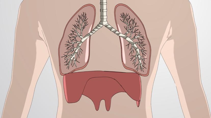 The Respiratory System