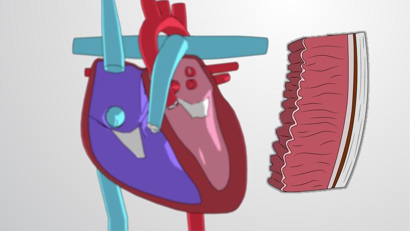 Anatomy of the Heart