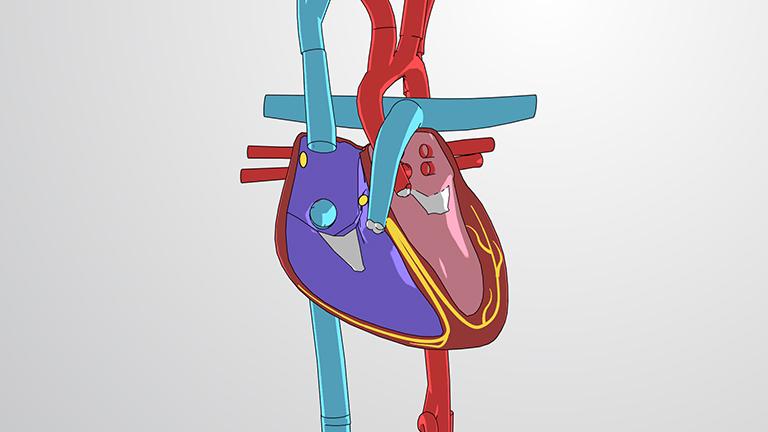 The Cardiac Cycle