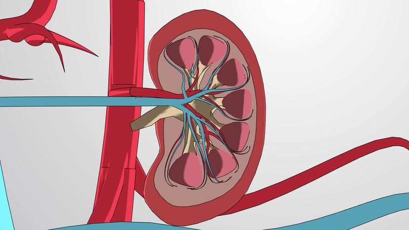 Kidney Structure