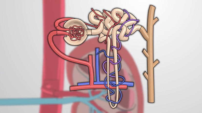 Filtration and Urine Formation