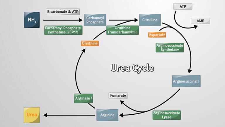 Urea Cycle