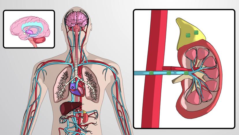 Hormonal Regulation