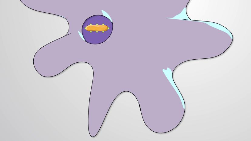 Cell-mediated Immune Responses