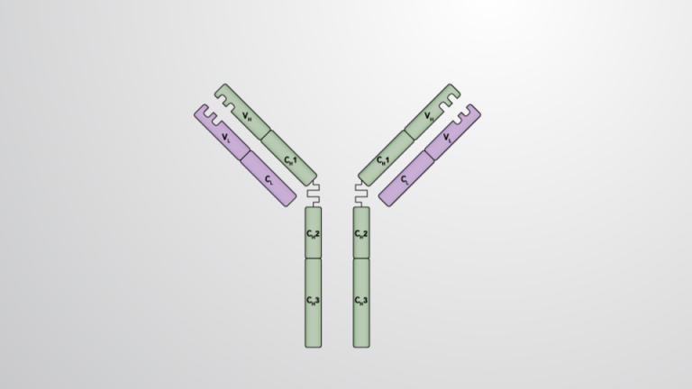 Antibody Structure