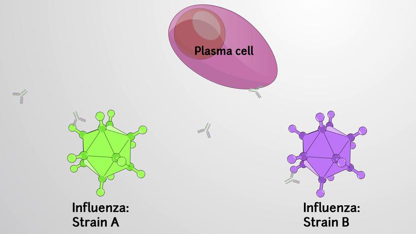 Cross-reactivity