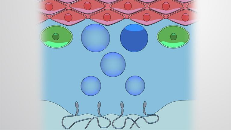 Spermatogenesis