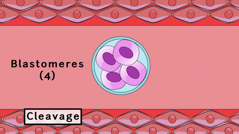 Cleavage and Blastulation