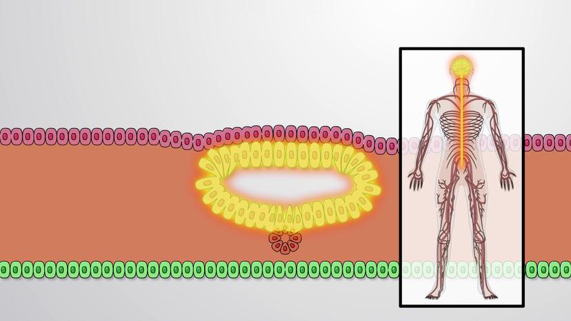 Neurulation