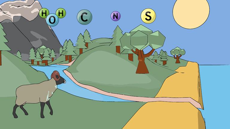 What are Biogeochemical Cycles?