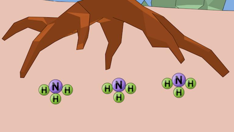 The Nitrogen Cycle