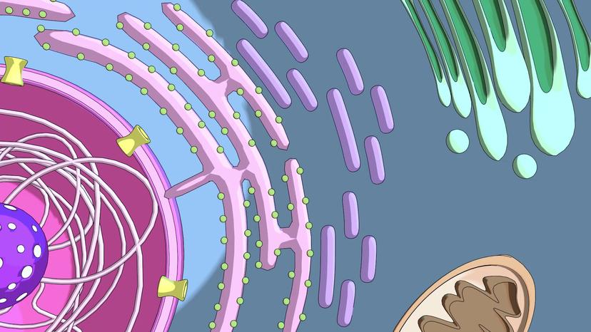 Endoplasmic Reticulum