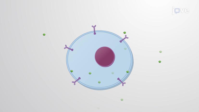 Autocrine Signaling