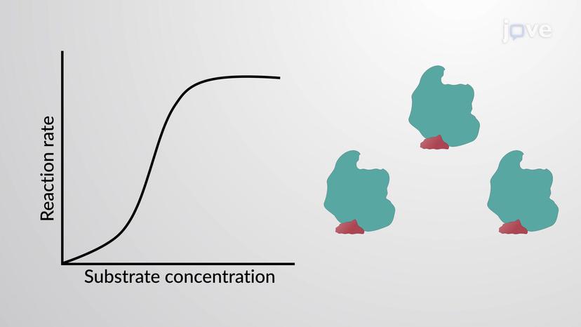 Allosteric Regulation