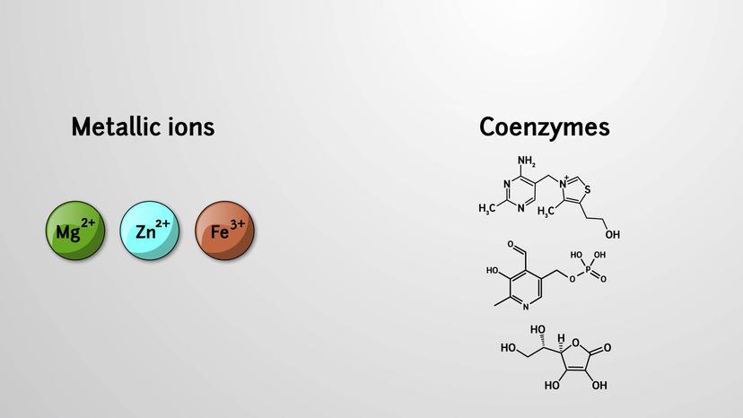 Cofactors and Coenzymes