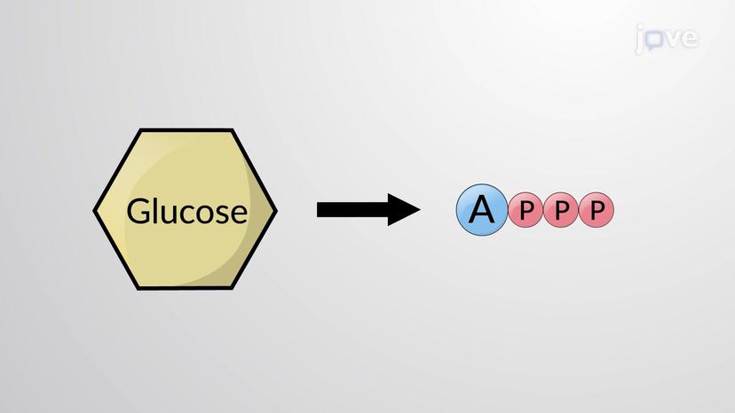 Introduction to Cellular Respiration